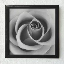 Ro Flower Close Up Black and White Photography