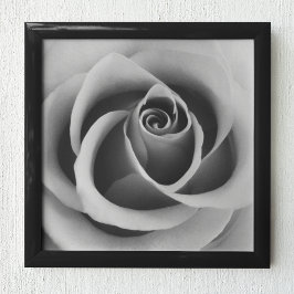 Ro Flower Close Up Black and White Photography Poster