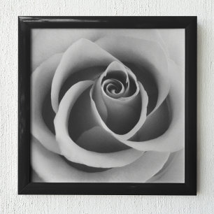 Ro Flower Close Up Black and White Photography Poster