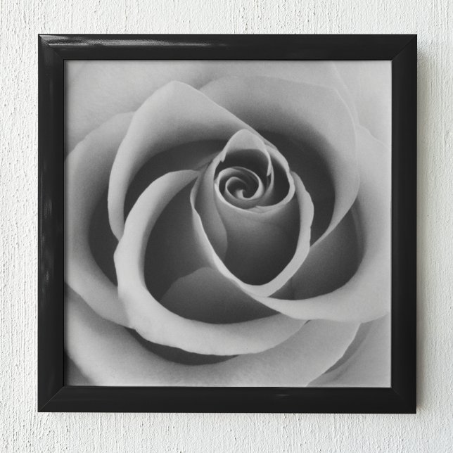 Ro Flower Close Up Black and White Photography Poster (Skapare uppladdad)