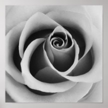 Ro Flower Close Up Black and White Photography
