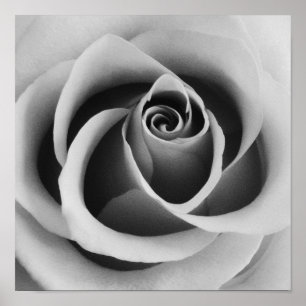 Ro Flower Close Up Black and White Photography Poster
