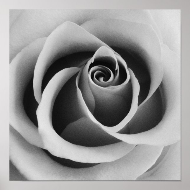 Ro Flower Close Up Black and White Photography Poster (Framsidan)