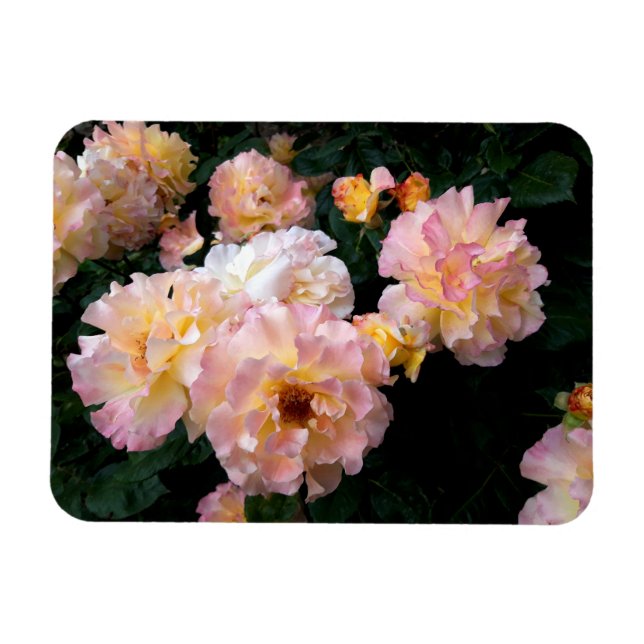 Ro Flowers , Rosa Gul ros Magnet (Horisontell)