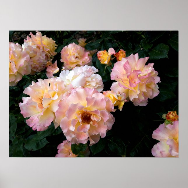 Ro Flowers , Rosa Gul ros Poster (Framsidan)