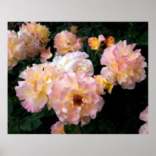Ro Flowers , Rosa Gul ros Poster