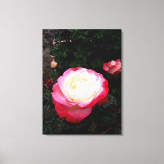 Ro Flowers , Rosa Red Vit ros Canvastryck (Framsida)