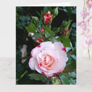 Ro Flowers, Rosa Red Vit ros Kort