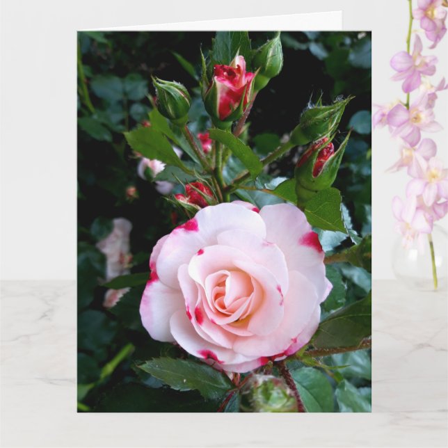 Ro Flowers, Rosa Red Vit ros Kort (Orkide)