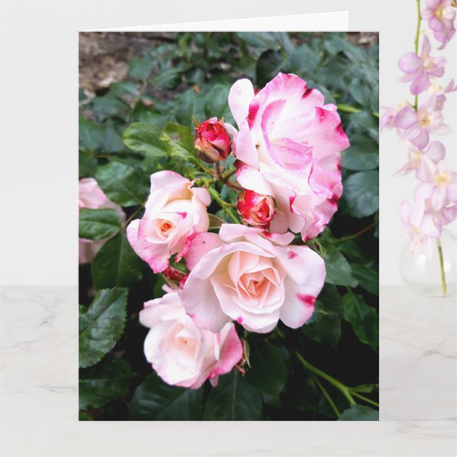 Ro Flowers, Rosa Red Vit ros Kort (Orkide)