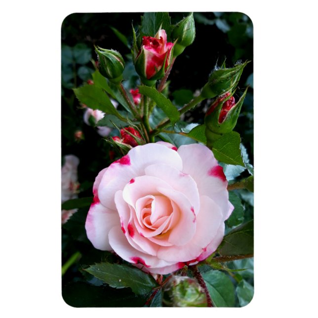 Ro Flowers , Rosa Red Vit ros Magnet (Vertikal)