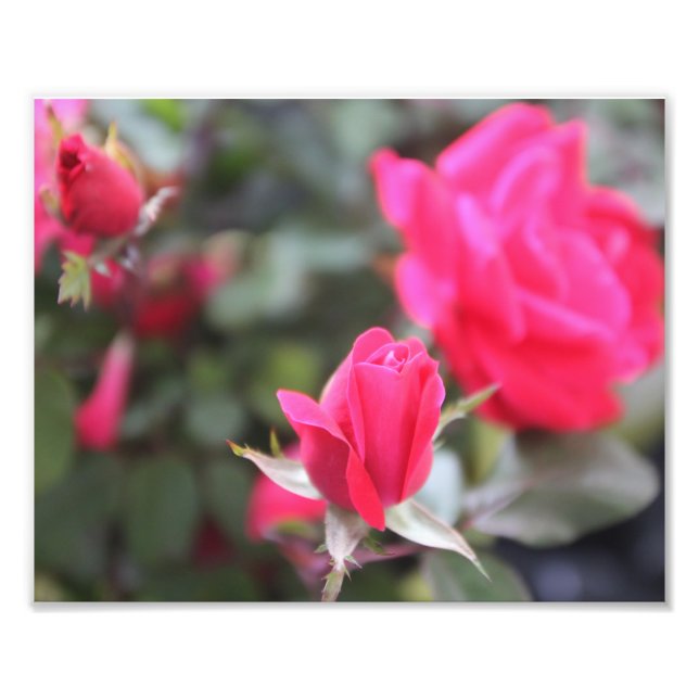 Ro Fototryck (Framsidan)