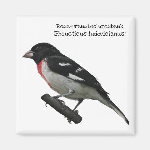 Ro-Gådd mot Grosbeak Magnet