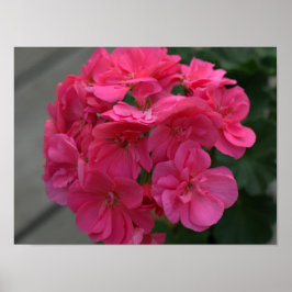 Ro Geranium Flower Poster