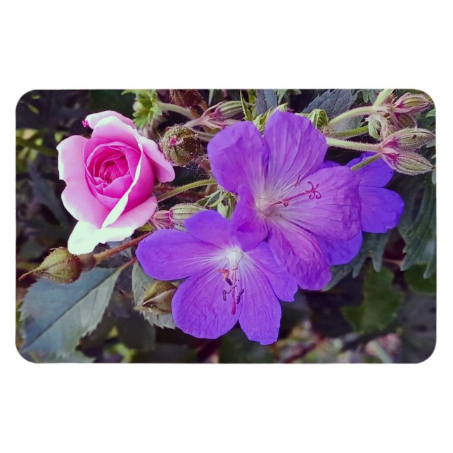 Ro & Geranium Large personlig fotomagnet Magnet (Horisontell)