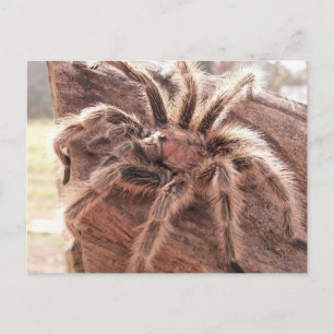 Ro Hair Tarantula Vykort