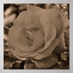 Ro i blodet med regndroppar i Sepia Poster