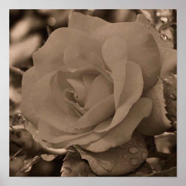 Ro i blodet med regndroppar i Sepia Poster (Framsidan)