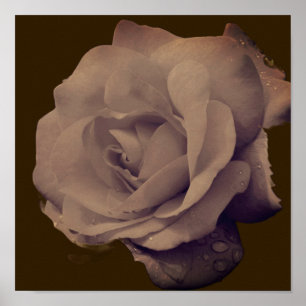 Ro i Bloom med regndroppar, Vintage Poster