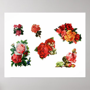 Ro i Bloom Poster