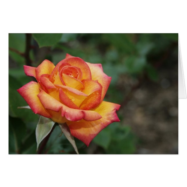 Ro i Garden Hälsningskort (Framsidan Horizontal)