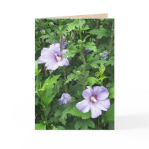 Ro i Sharon Hibiscus Flowers