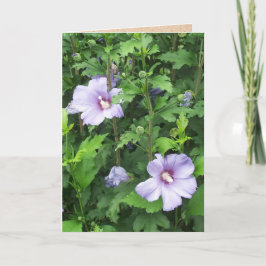 Ro i Sharon Hibiscus Flowers Kort