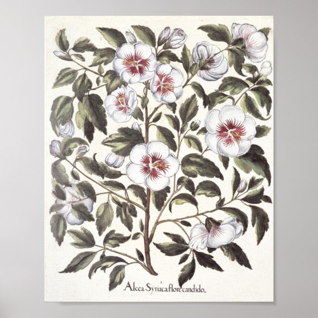 Ro i Sharon Poster (Framsidan)