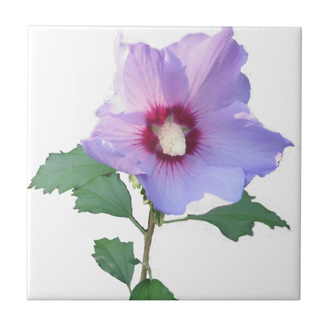 Ro i Sharron Kakelplatta (Framsidan)