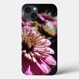 Ro Lila African Daisys Close Photo