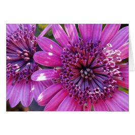 Ro Lila African Daisys Close Photo Hälsningskort