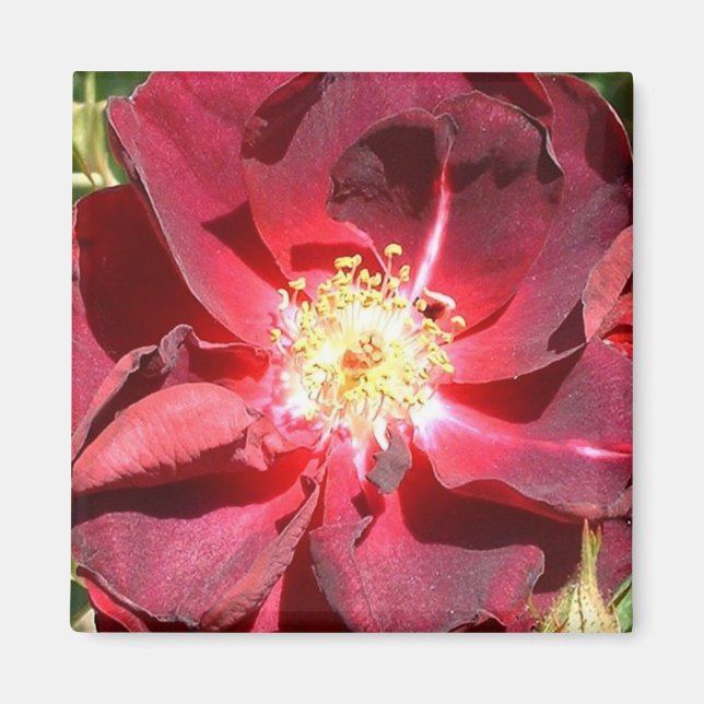 Ro Magnet (Framsidan)