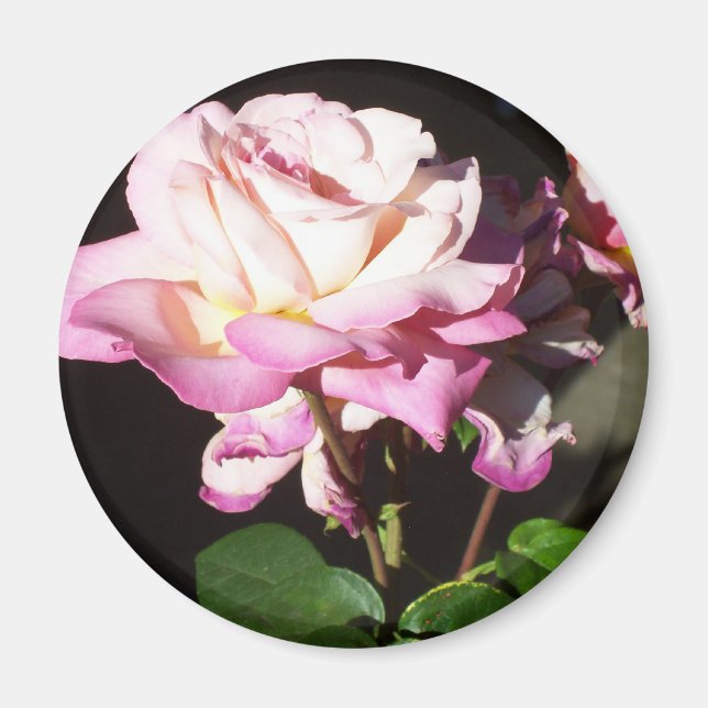 Ro Magnet (Framsidan)