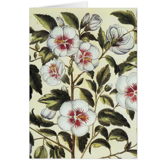 Ro Mallow Hälsningskort (Framsidan)