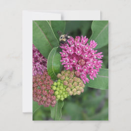 Ro Milkweed-vykort Vykort