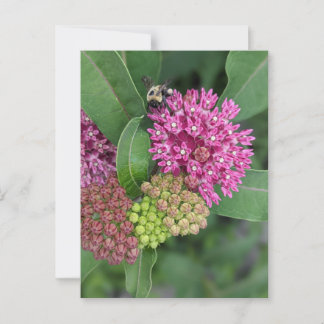 Ro Milkweed-vykort Vykort