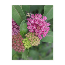 Ro Milkweed-vykort