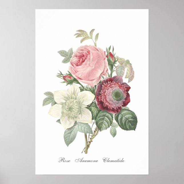 Ro och Anemone Poster (Framsidan)