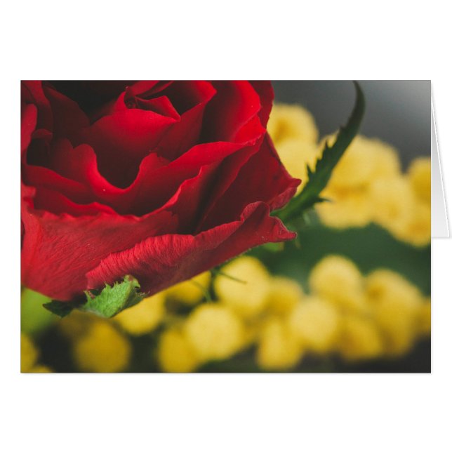 Ro och mimosas hälsningskort (Framsidan Horizontal)