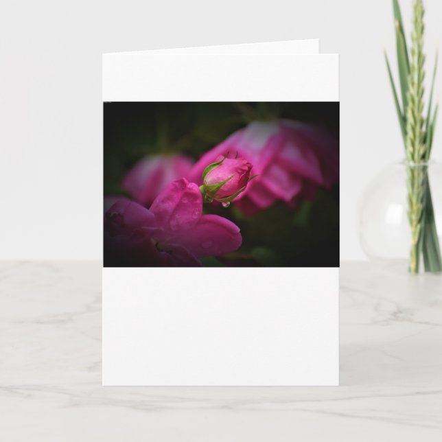 Ro och regndroppar, kort (Framsida)