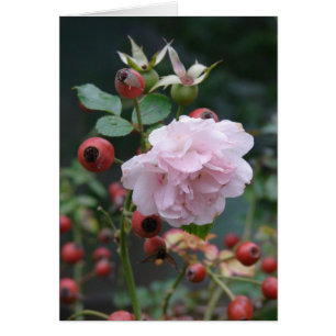 Ro och Rosehips Hälsningskort