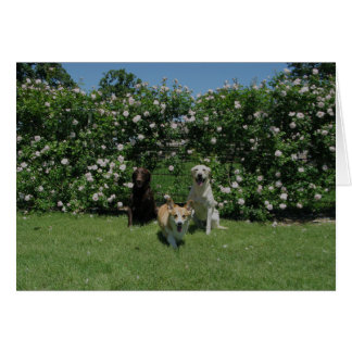 ro och valper hälsningskort