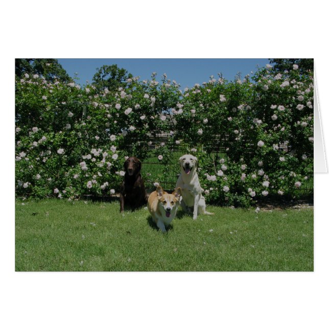 ro och valper hälsningskort (Framsidan Horizontal)