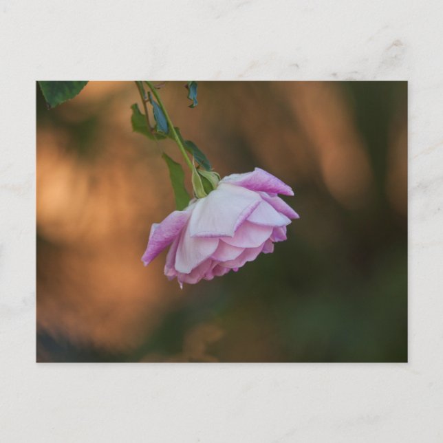 Ro på morgonen vykort (Framsida)