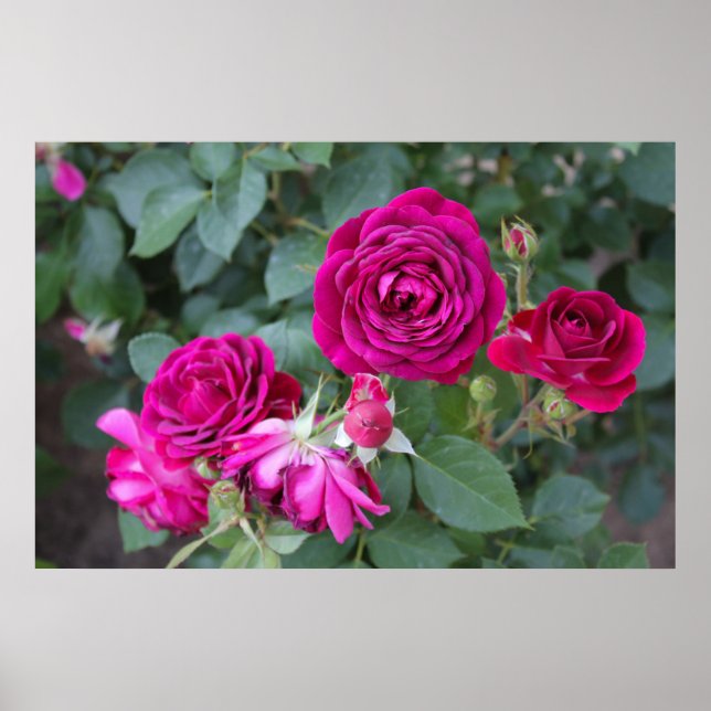 Ro Photo Poster (Framsidan)