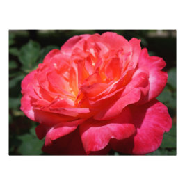 Ro Photography Big Rosa Röd ros Blommigt Fototryck