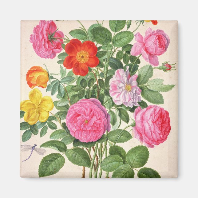 Ro, platta 4 från Nassau Florilegium (vikt/vikt på Magnet (Framsidan)