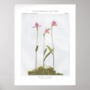 Ro Pogonia, Snakemouth - Pogonia ophioglossoides Poster