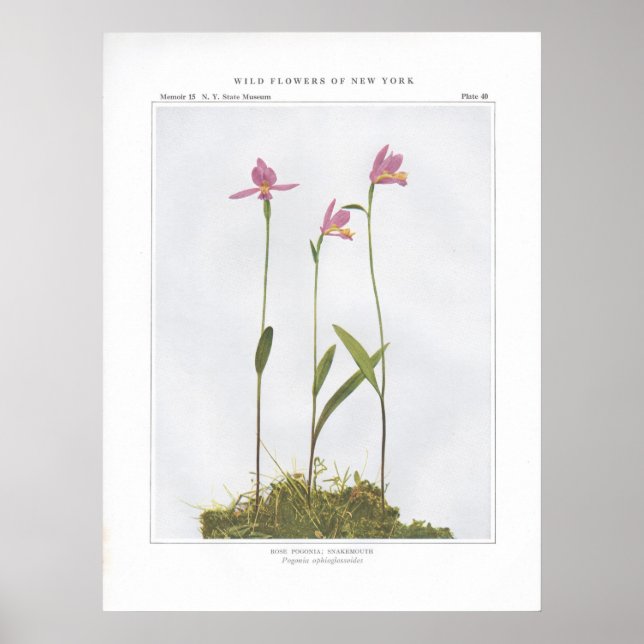 Ro Pogonia, Snakemouth - Pogonia ophioglossoides Poster (Framsidan)