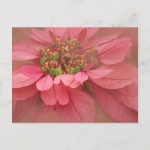 Ro Poinsettias Digital Art Vykort